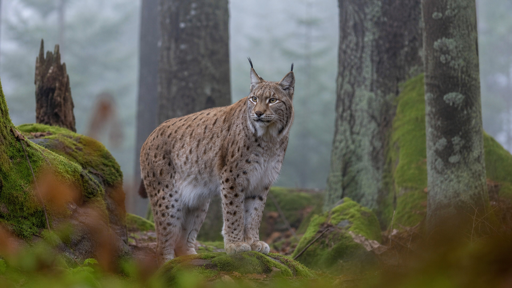 Ein Eurasischer Luchs steht aufmerksam in einem dichten Wald