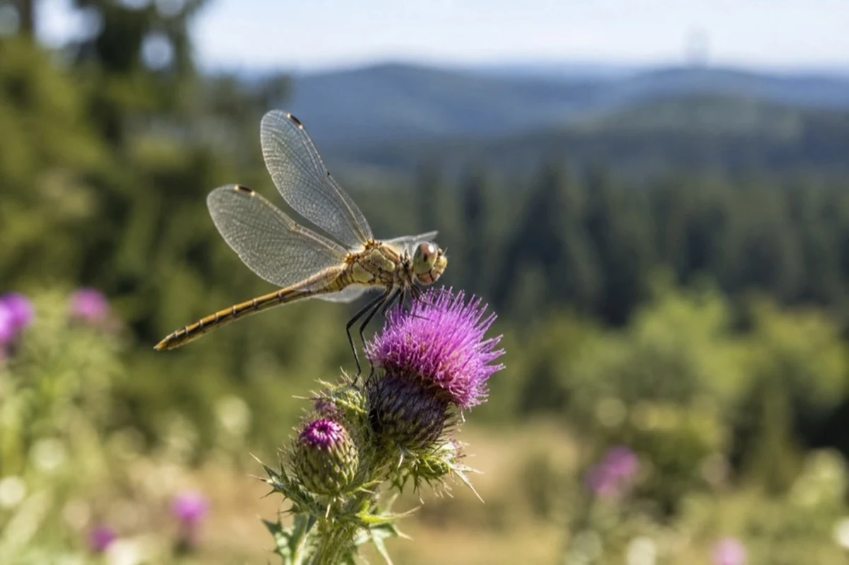 Plattenspieler, Kopfhörer und transparentes Baumharz zum Sofie-Royer-Artikel für Leser aus dem Harz